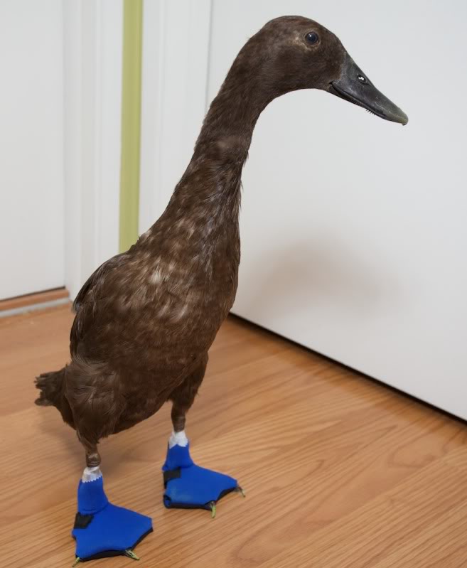 Duck With Slippers