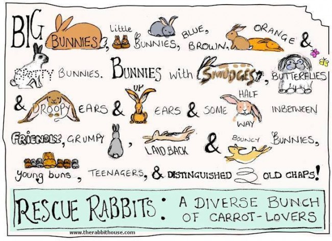 rescue-rabbits-rabbit-house-com