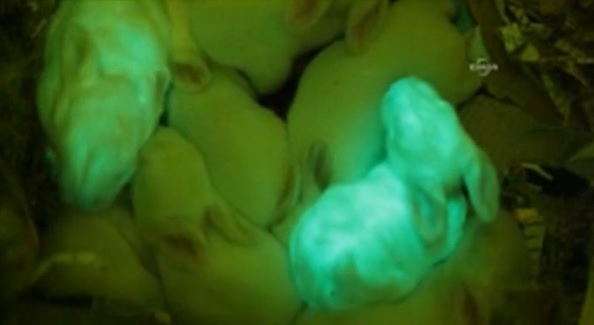Fluorescent Bunnies Turkish Scientists Produce Green Fluorescent Bunnies Turkish Scientists Produce Green