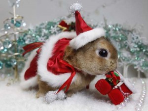 Bunny Christmas Hat