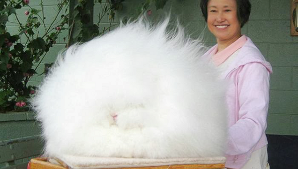 fluffiest-rabbit.png