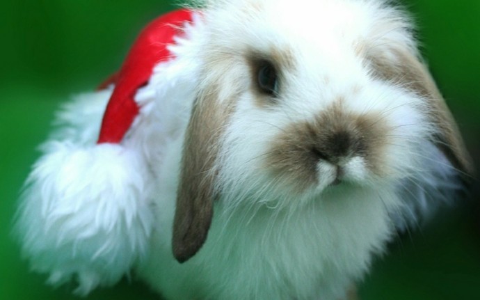 Christmas Bunny Rabbit