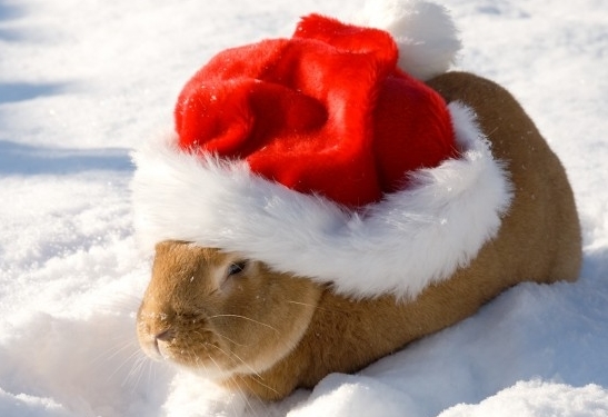 Christmas Rabbit