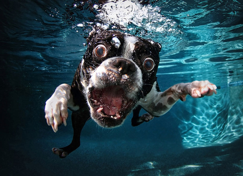 Funny Time: Animals Being Derps - Hop to Pop Funny Time: Animals Being Derps - Hop to Pop