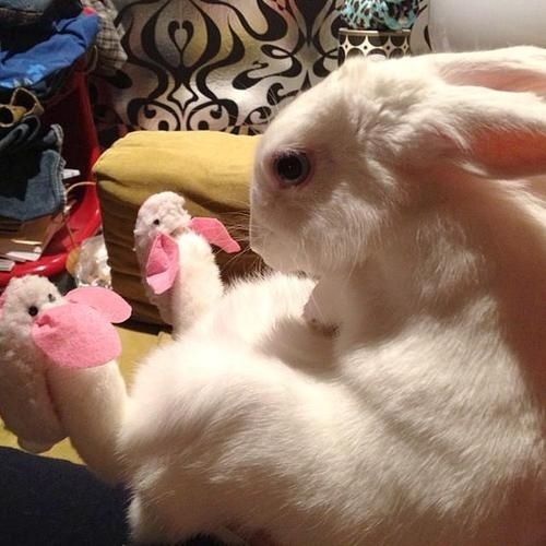 Bunny Slippers Rabbit