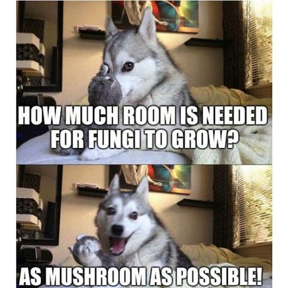 Pun Dog Mushroom