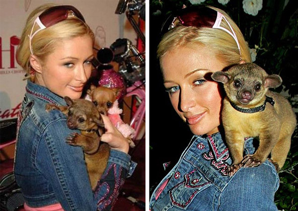 Weird Celebrity Pets