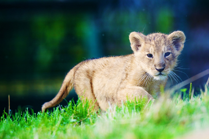 asian-lion-cub