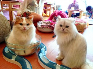 cats-in-cafe-with-bowl