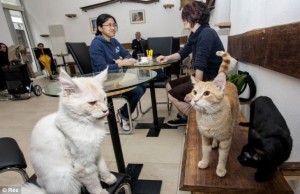 cats-in-vienna-cafe