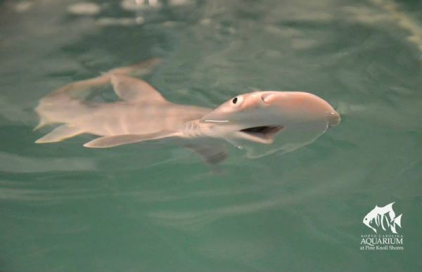  Cuteness Overload Cute Sharks Hop to Pop