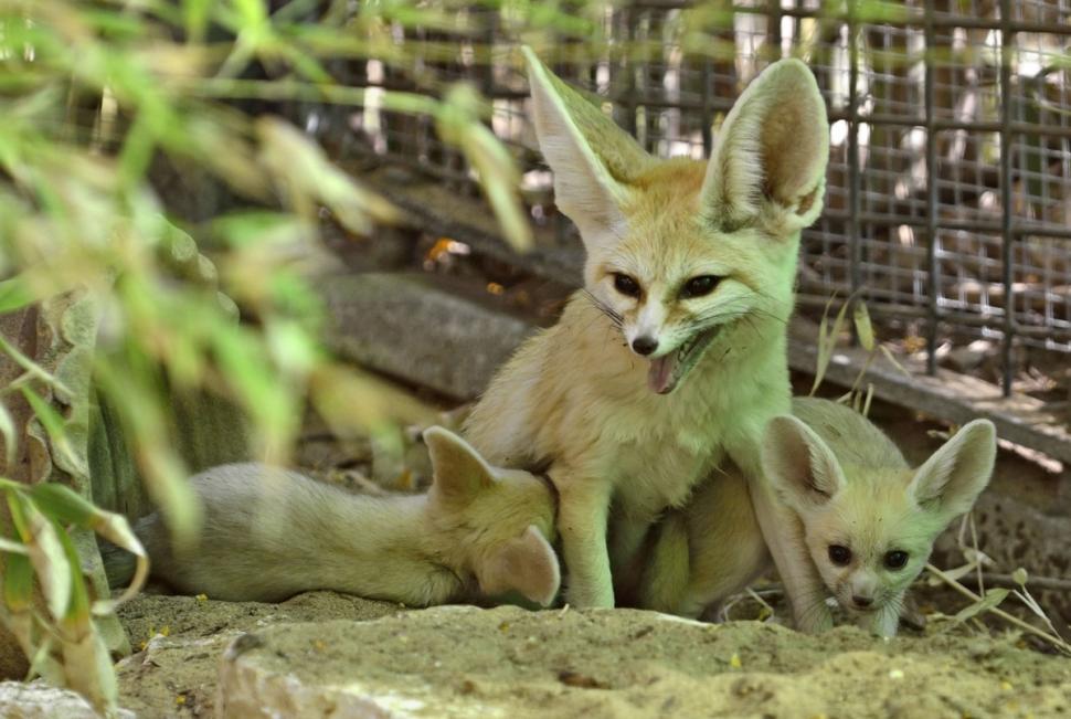 fennec-fox-kits