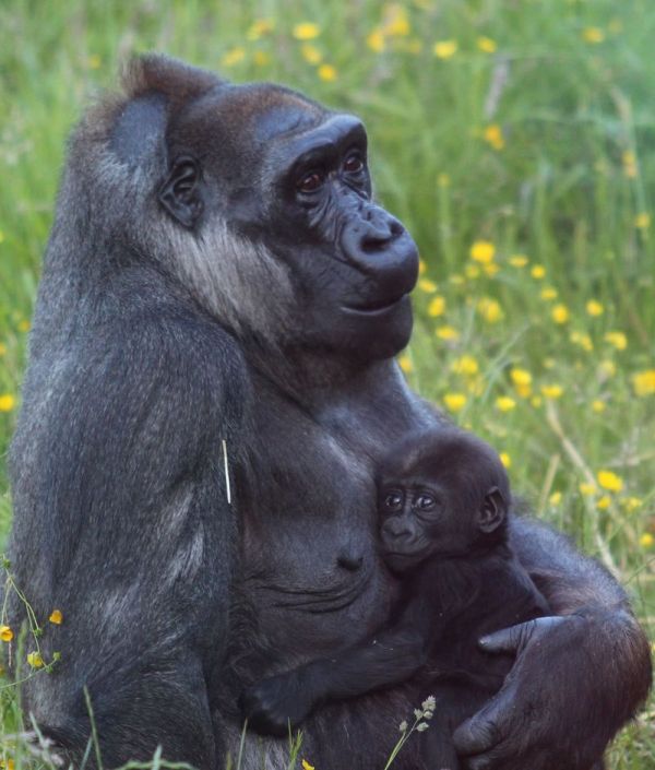 gorilla-baby