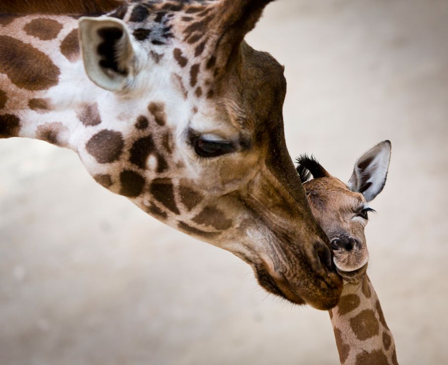 katja-giraffe