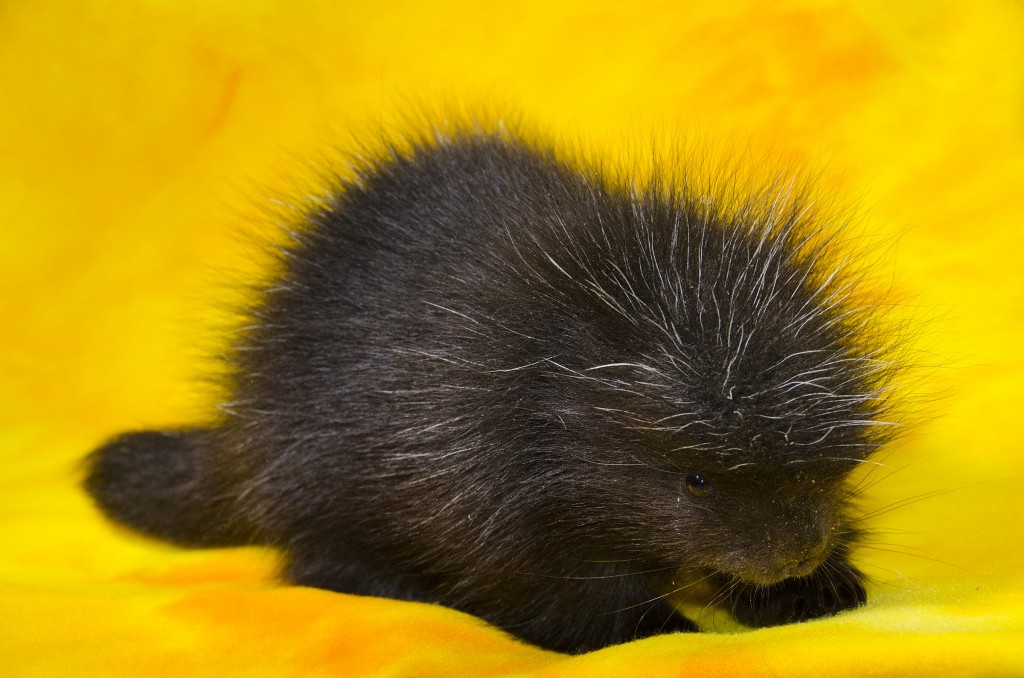 porcupette