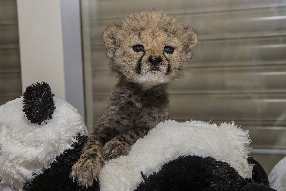 ruuxa-cheetah