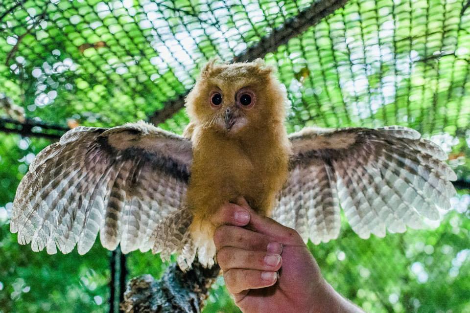 scops-owlet