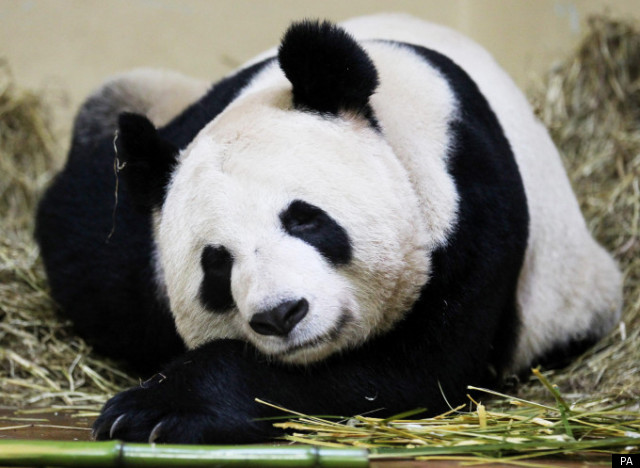 tian-tian-panda