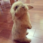21 Adorable Bunnies Celebrating International Rabbit Day - Hop to Pop