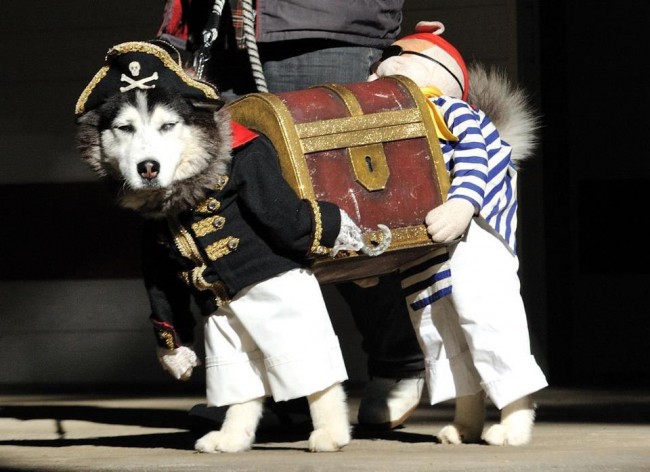 Dog-Pirate-Costume-650x472