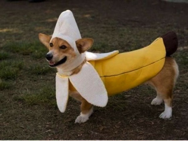 corgi dressed as banana Hop to Pop