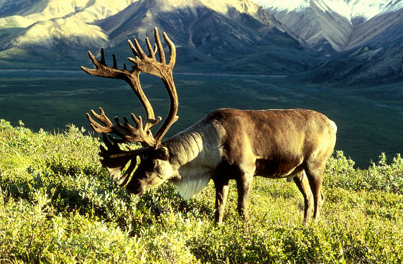 800px-Caribou