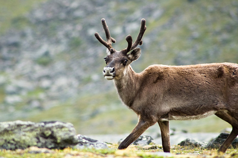 800px-Reindeer_in_Kebnekaise