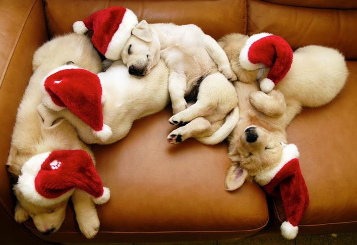 Santa Paws: 15 Adorable Animals Who Are Ready For Santa - Hop to Pop