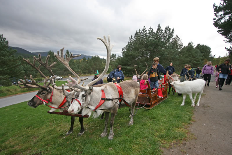 ChristmasReindeerSleighGrass1