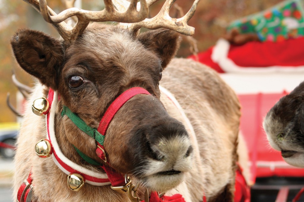 Titanic-Reindeer-Christmas