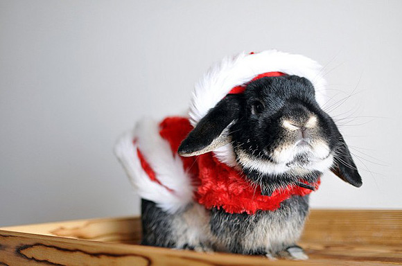 Xmas-Rabbit-l