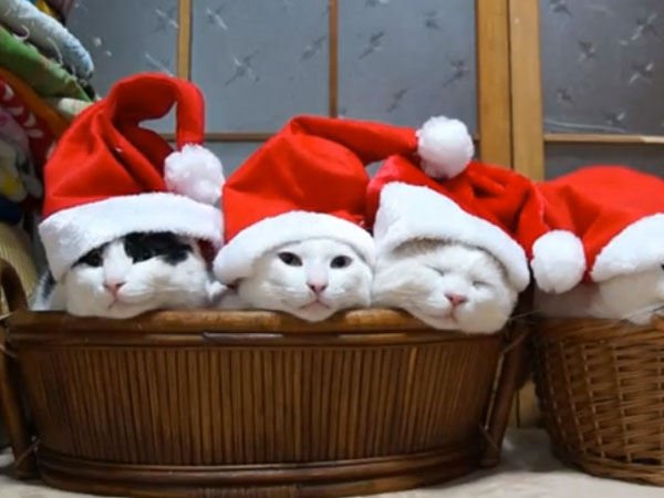 cats-sleeping-santa-hats-12262012-600x450