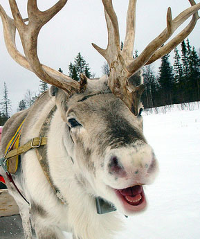 reindeer