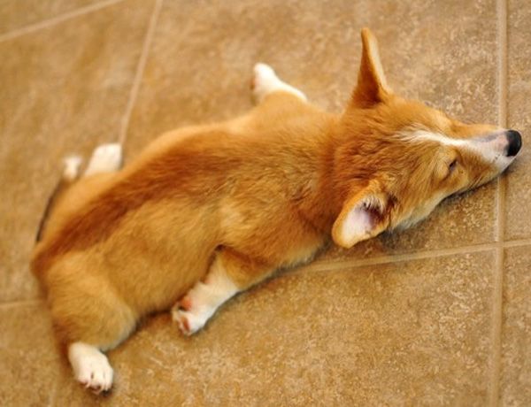 January-21-2012-16-43-39-plankingcorgi