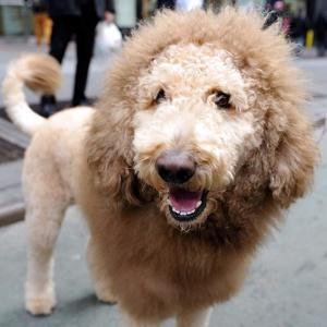 Labradoodle haircuts for summer cheap