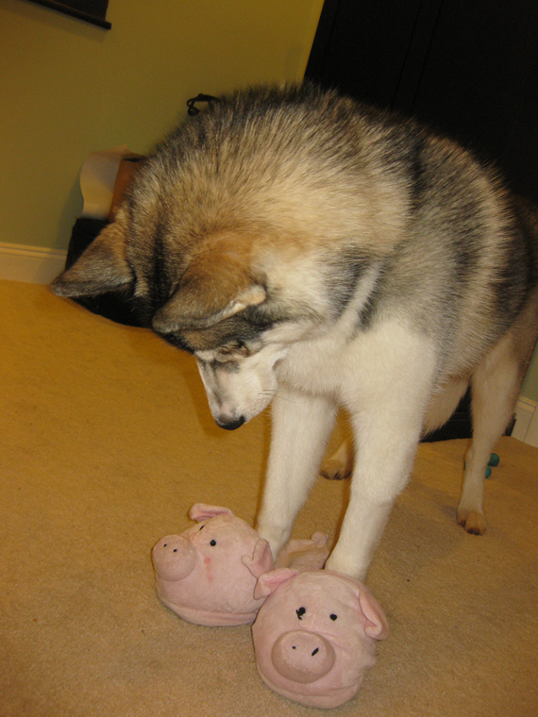 huskyInpiggies