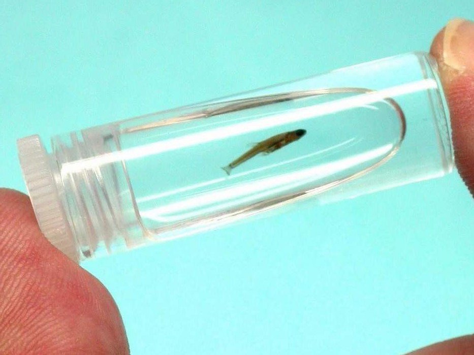 worlds smallest fish