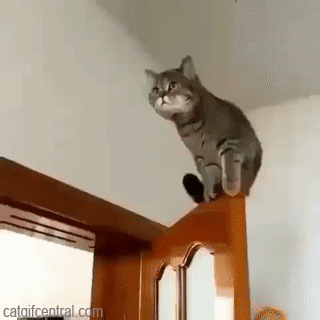 Cats, it's Leap Day! - Hop Pop
