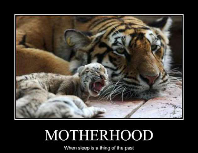 funny-pictures-mom-tiger-does-not-sleep-W630 - Hop to Pop