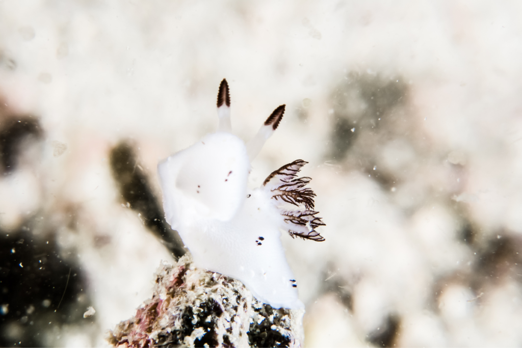 a sea bunny underwater