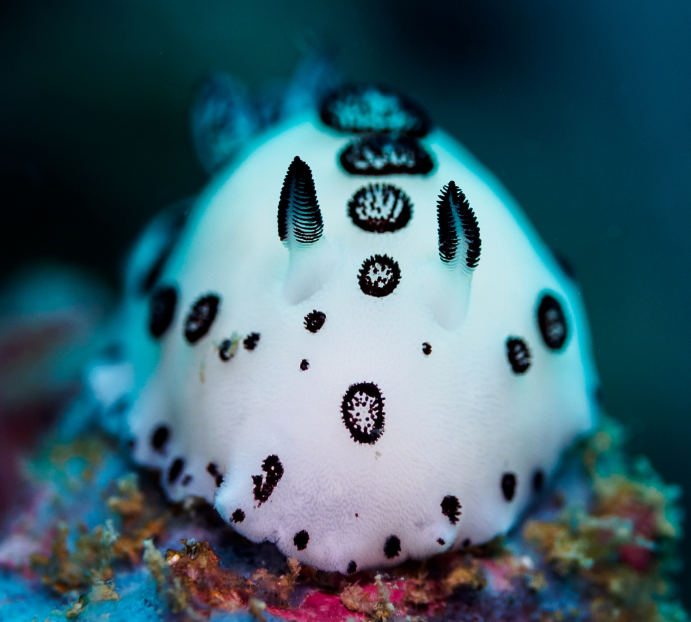 a sea bunny underwater