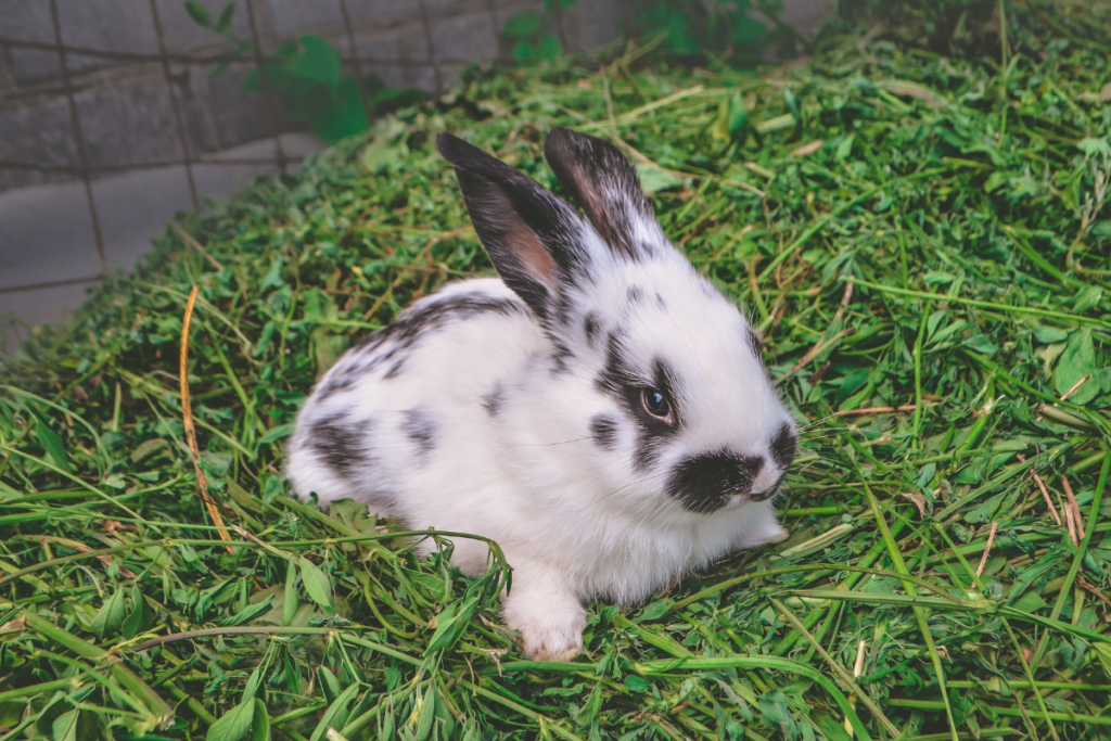 a white bunny with black spots