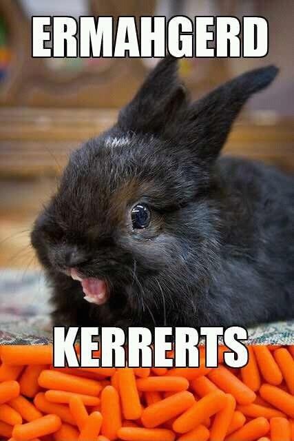 The 30 Best Bunny Rabbit Memes