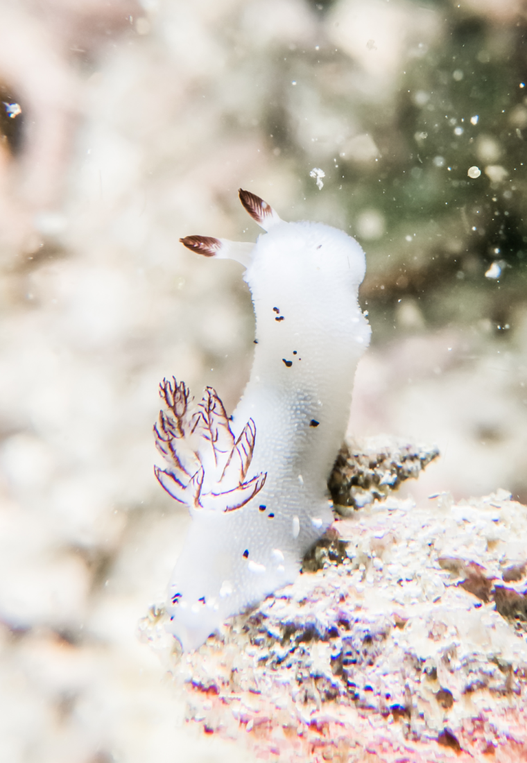 Meet the Fabulous Bunnies of the Sea!