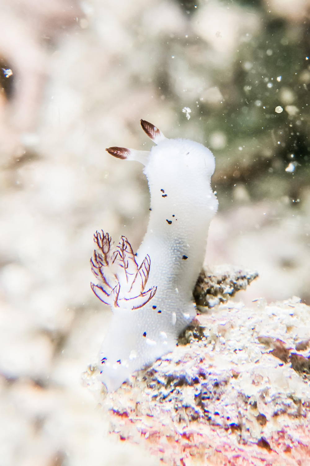 Meet the Fabulous Bunnies of the Sea!