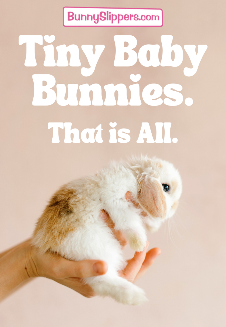 Tiny Baby Bunnies.  That is All.