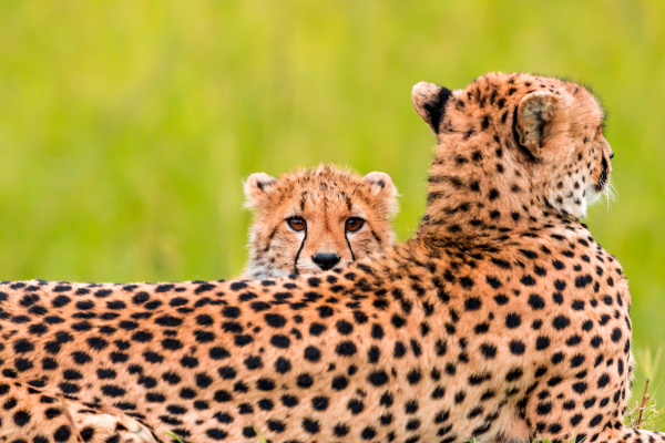 mother cheetah with baby cheetah looking over her back