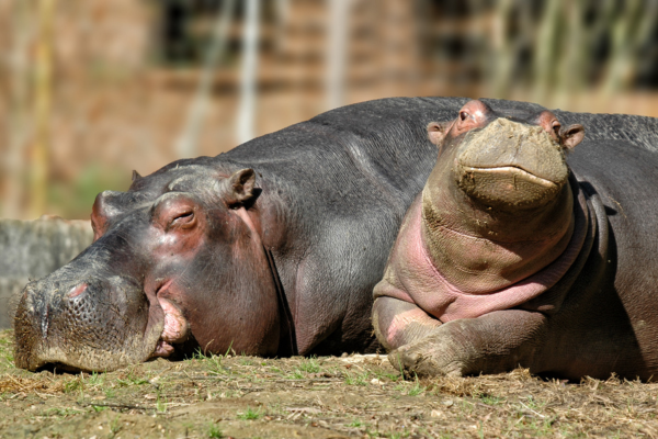 mother and baby hippo laying on the ground