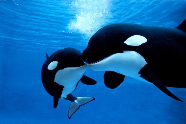 mother and baby orca whales swimming in the ocean