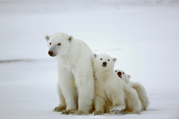 mother polar bear and two cubs standing on snowy ground